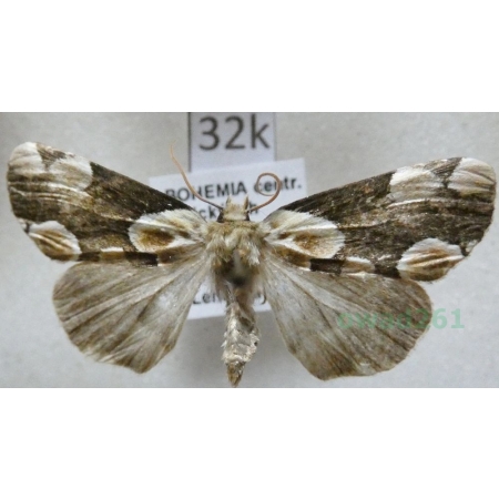 Thyatira batis (Linnaeus, 1758) Plamówka malinówka Czech32k